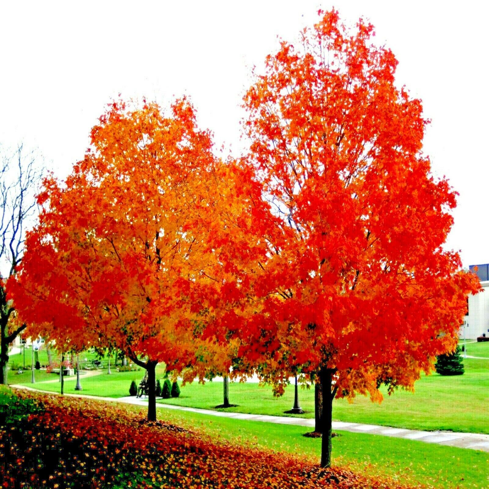 *RED SUNSET* Japanese Maple (Acer rubrum) Tree Seeds, Landscaping or Bonsai