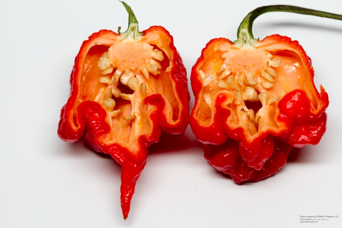 Carolina Reaper Chili Pepper (25+) Seeds, World Record Hottest, 5th GEN. ORGANIC