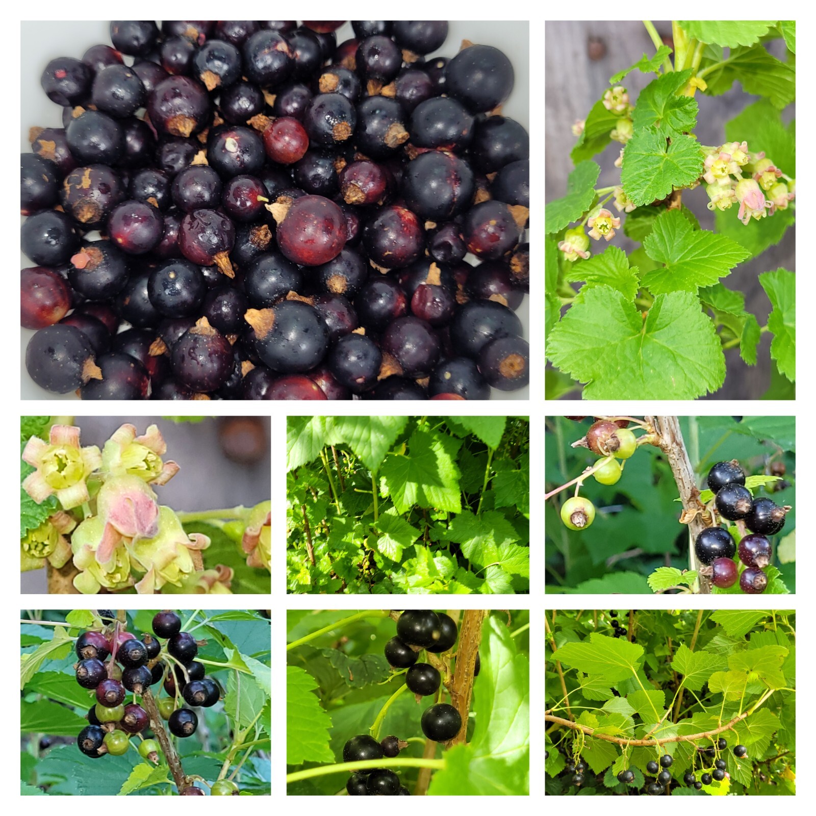 6 Black Currant Fresh Cuttings Unrooted 6″-9″ USDA Zones 3-8 Cold Hardy