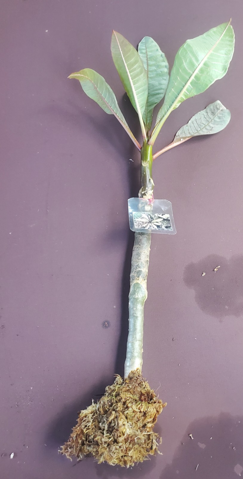 Plumeria Frangipani plant Red Copper grafted well rooted approx. 15″+