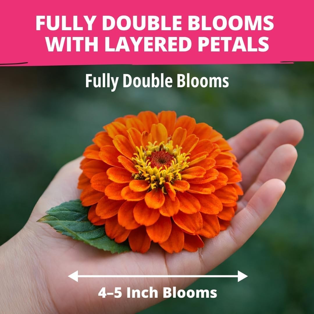HOME GROWN Zinnia Dahlia Seeds Pack for 2026 Non GMO 524 Flower Seeds | Vibrant