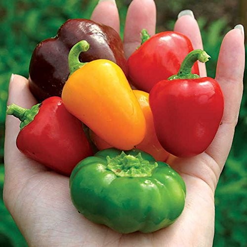 Sweet Pepper Seeds – Compact Plants with Pack of 25 Petite Colour Blend Hybrid