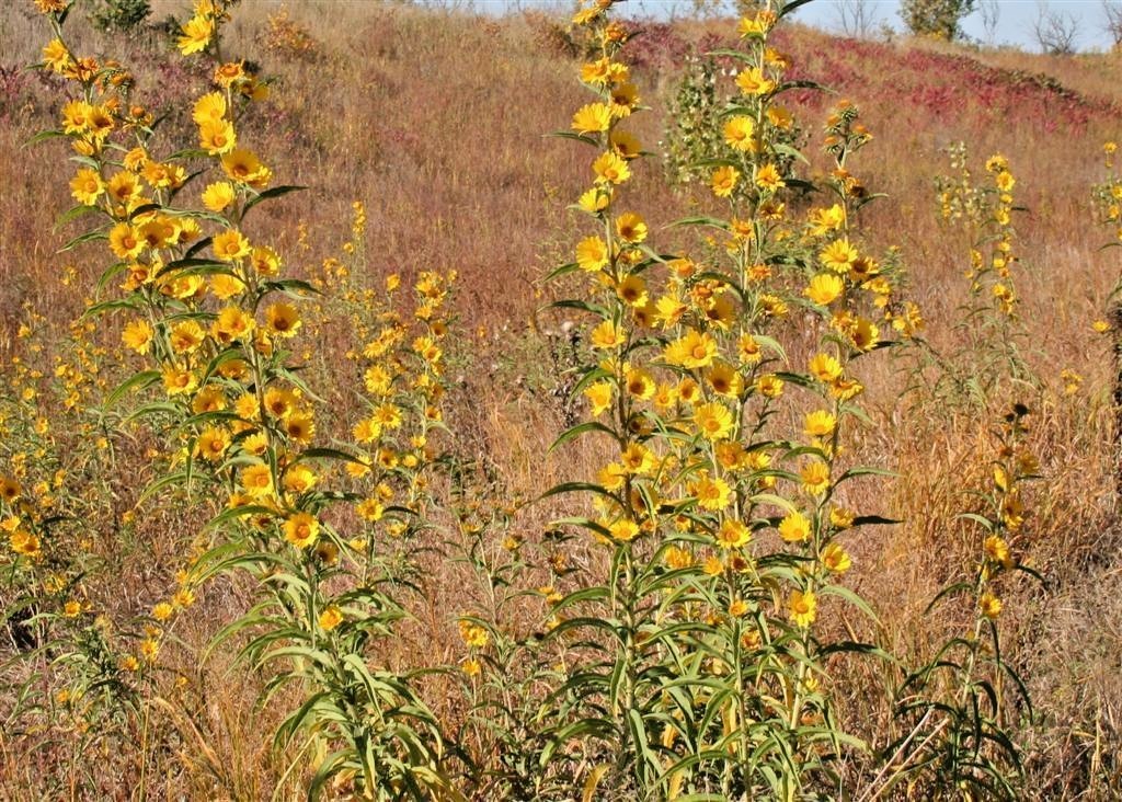 101+MAXIMILIAN Prairie SUNFLOWER Seeds Native Wildflower Heat Cold Drought Fence