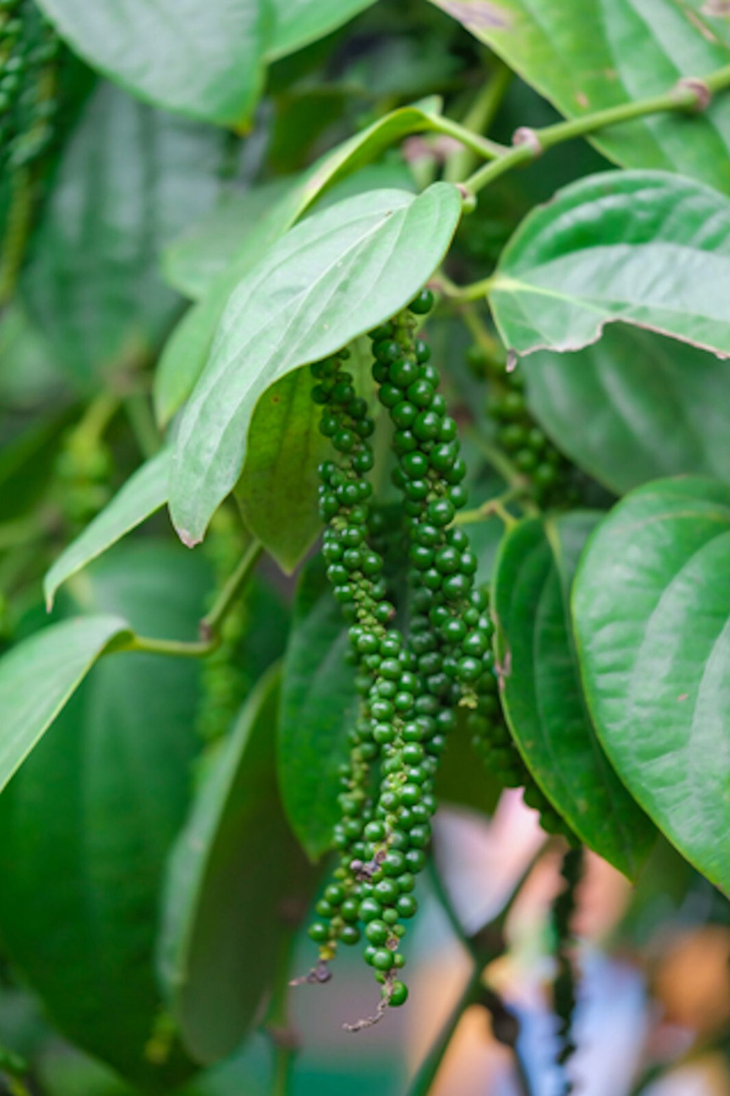 10 Seeds- Piper Nigrum =See Full Description– Peppercorn Seed Pack All Natural