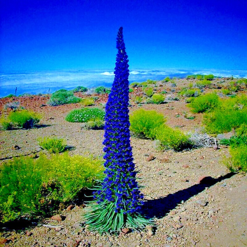 PRIDE OF MADEIRA Flower Seeds Echium fastuosum Blue Tower of Jewels Garden Plant