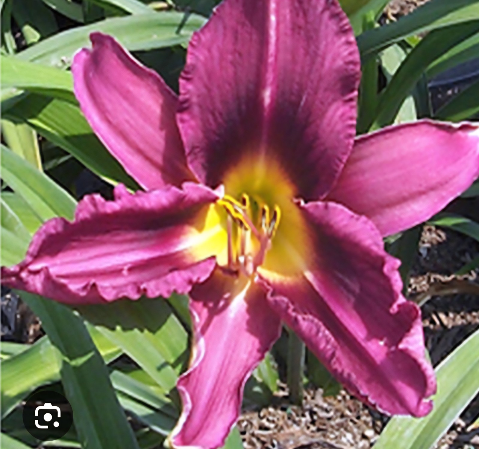 Daylily RUSSIAN RHAPSODY Reblooming perennial ~ 2 Plants-DF