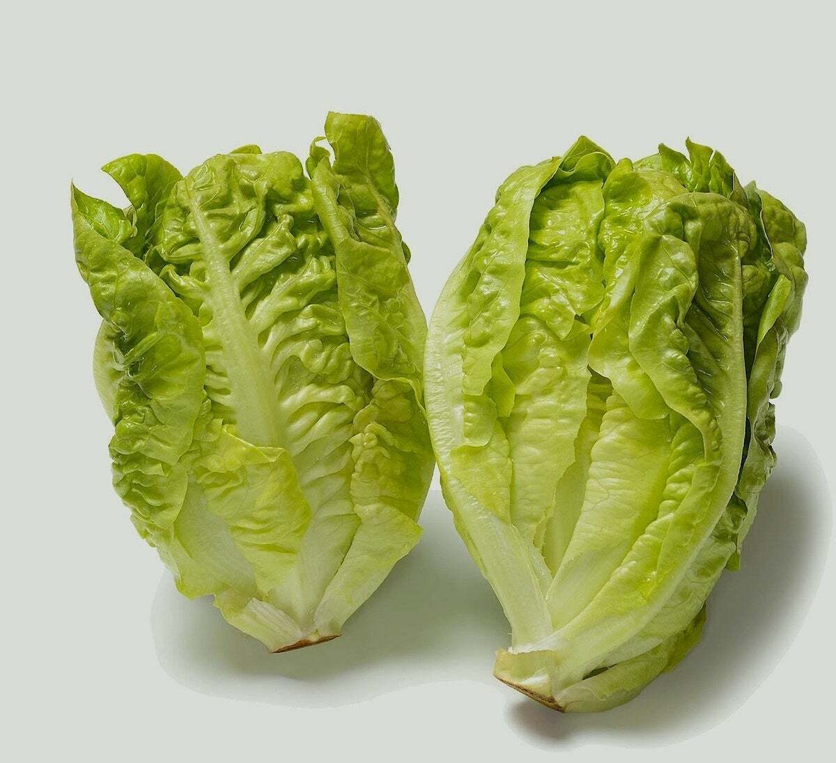 Little Gem Butterhead Lettuce Seeds | NON-GMO | Heirloom | Fresh Garden Seeds