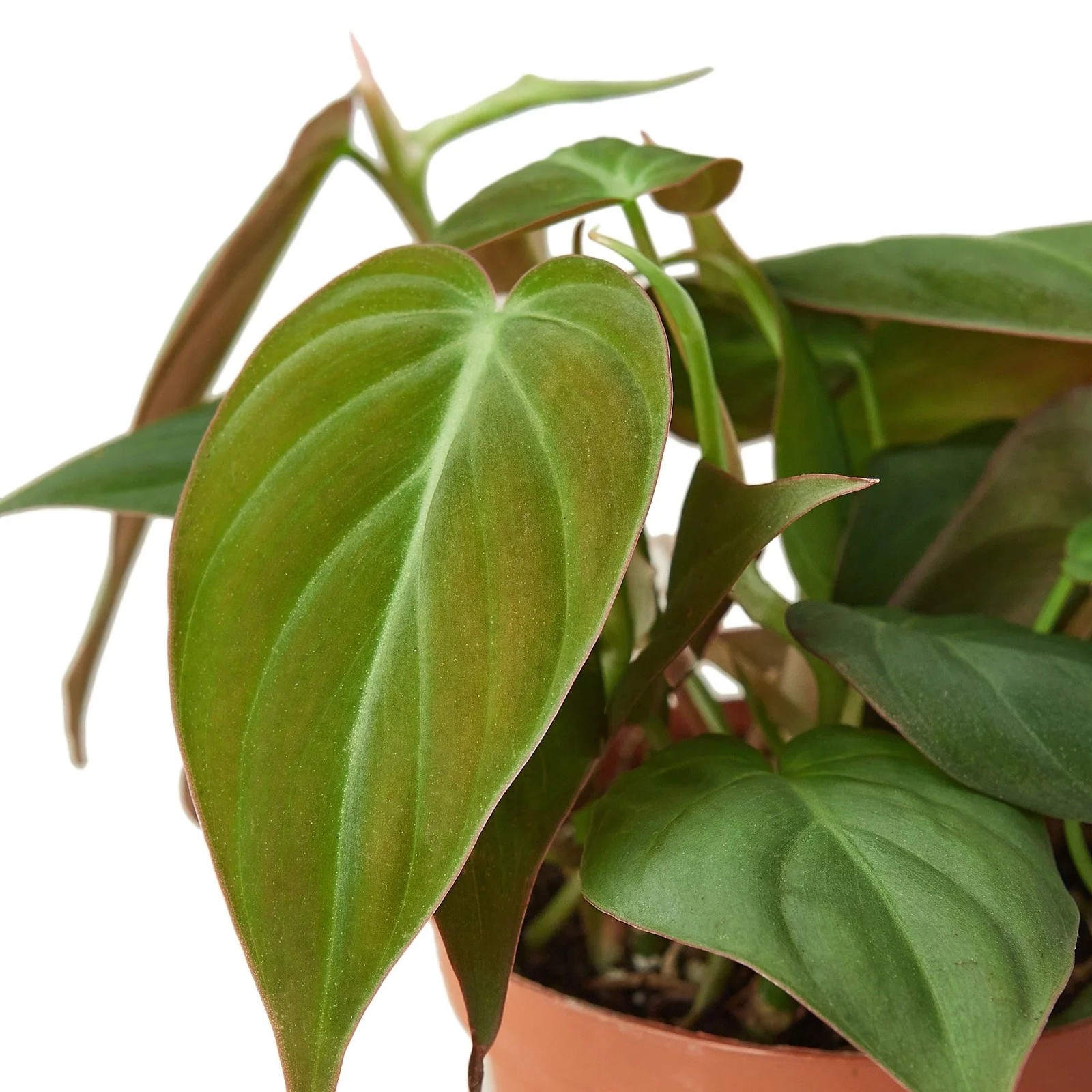 Philodendron ‘Velvet’ • Velvety Dark Green Leaves • Rare Textured Beauty