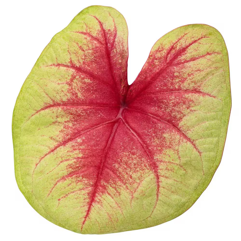 Heart to Heart Lemon Blush Caladium Live Plant, 4.5 In. Quart