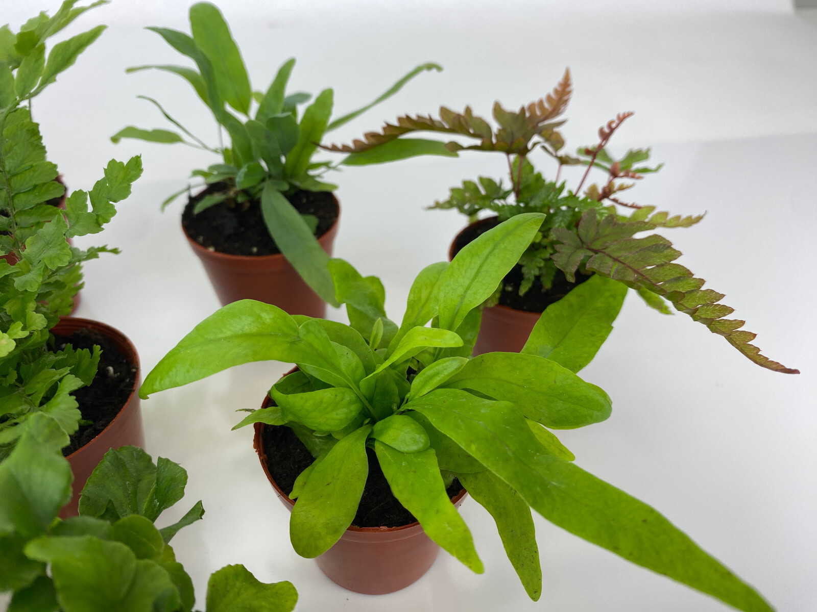 Mini Fern Plants (6 Plants) (2″ Pots) Terrariums Fairy Gardens (Assorted Plants)