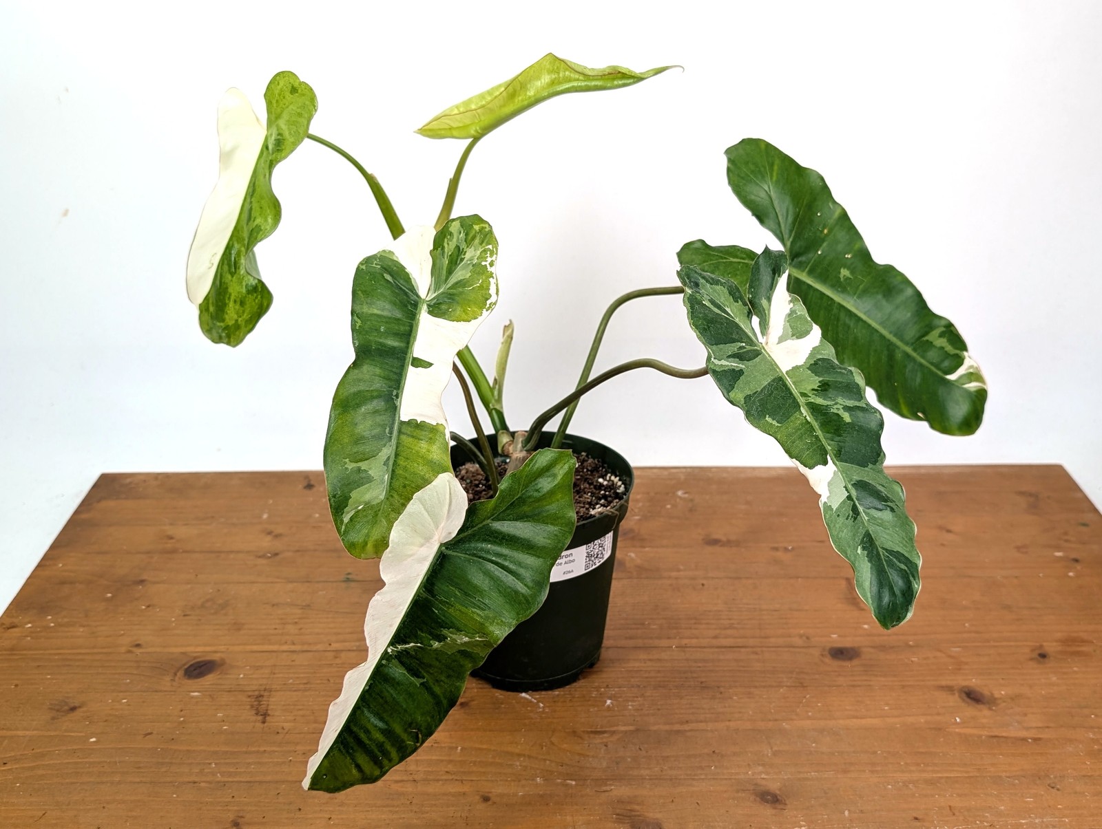 Philodendron Paraiso Verde Albo Mutation – Exact Plant #26A – 6″ Pot