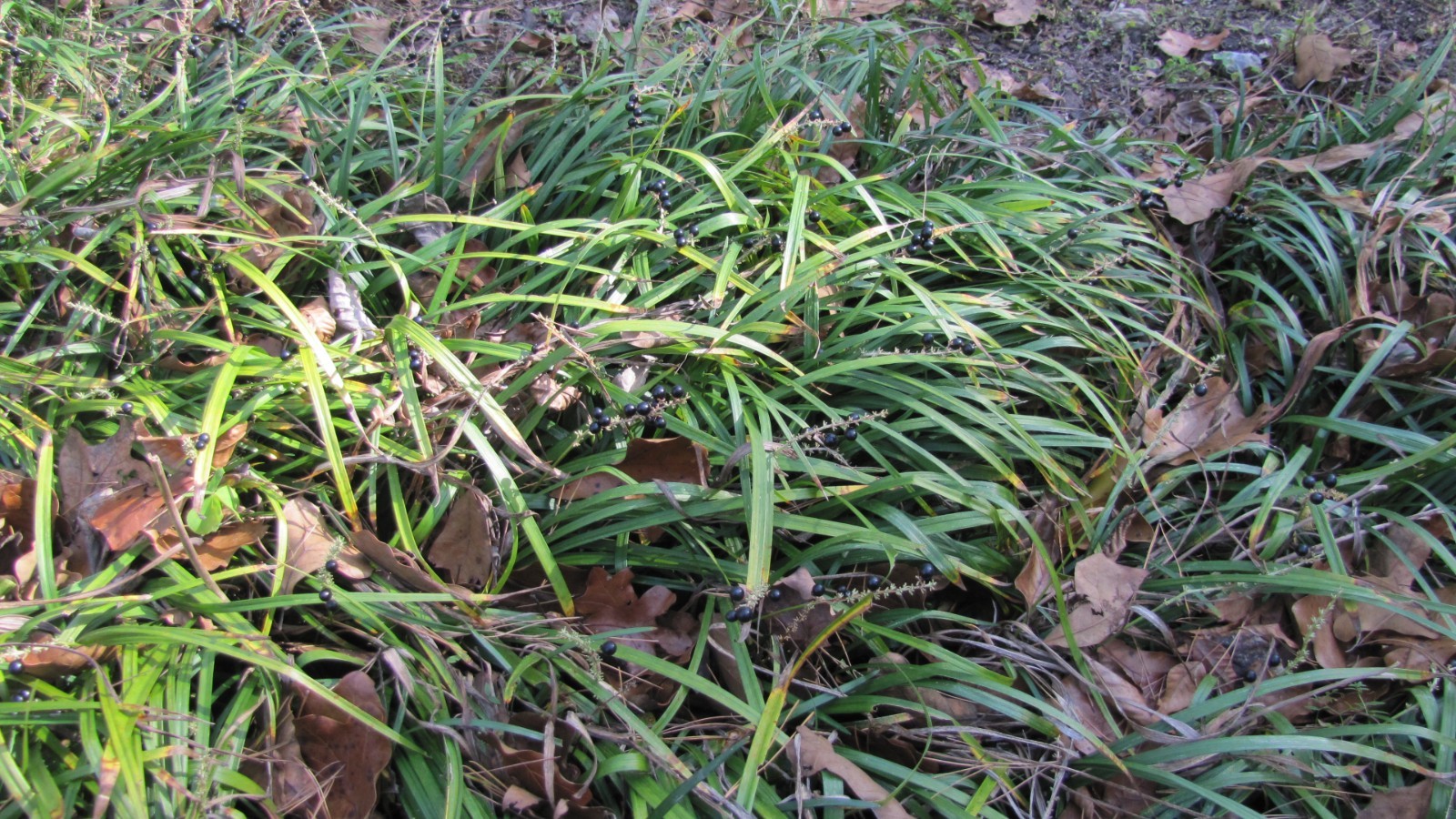 Liriope muscari 100 Bare Root Plants w/ planting instructions.