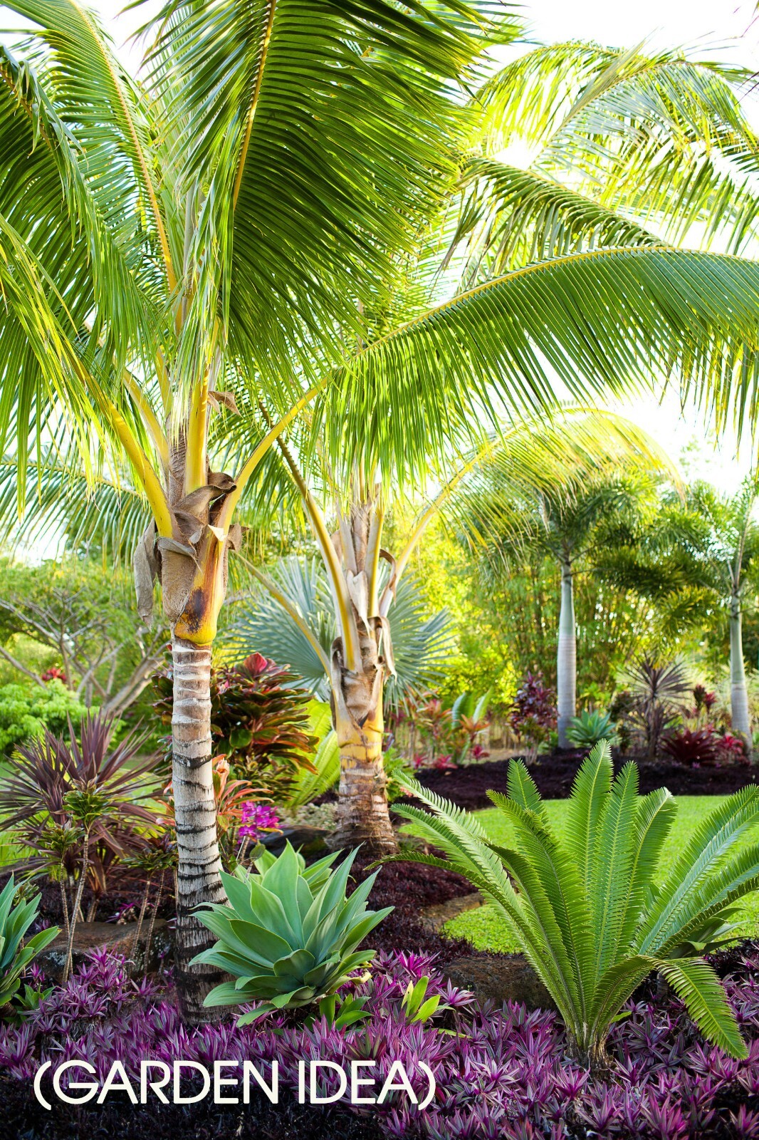 Live MATURE 1 ft tall : Bare root : Adonidia Merrillii Christmas Palm Tropical