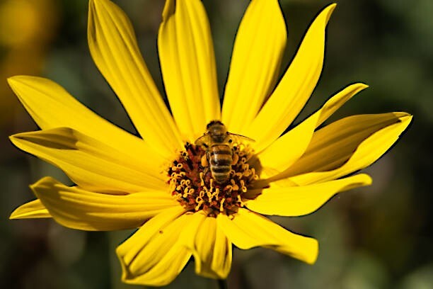 Giant Tall Sunflower Seeds (Helianthus giganteus) NON~GMO Hardy-3 Garden Plant
