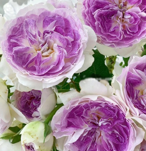 Japanese Rose ‘Blue Moon Stone’ Own Root Live Plant