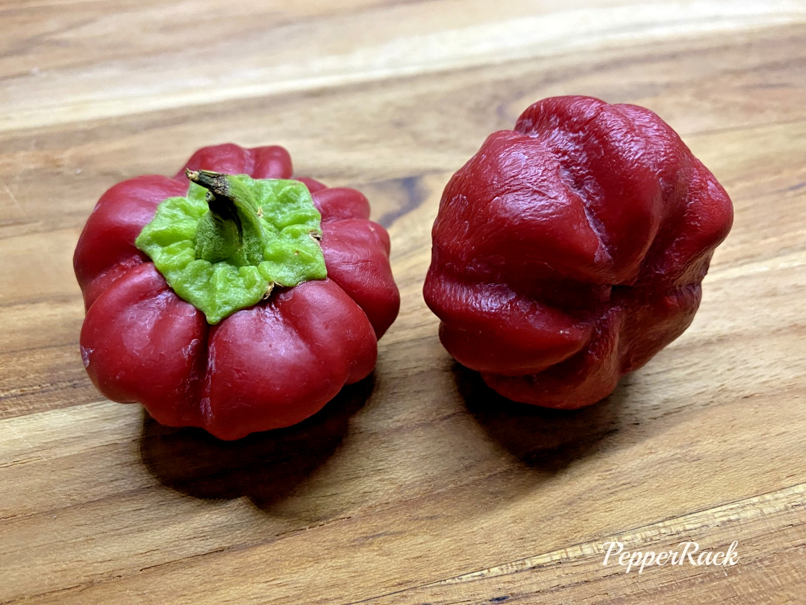 RARE✿ NEW! Italian Heirloom Ralph Thomson’s Squash Hot Pepper 15+ Seeds
