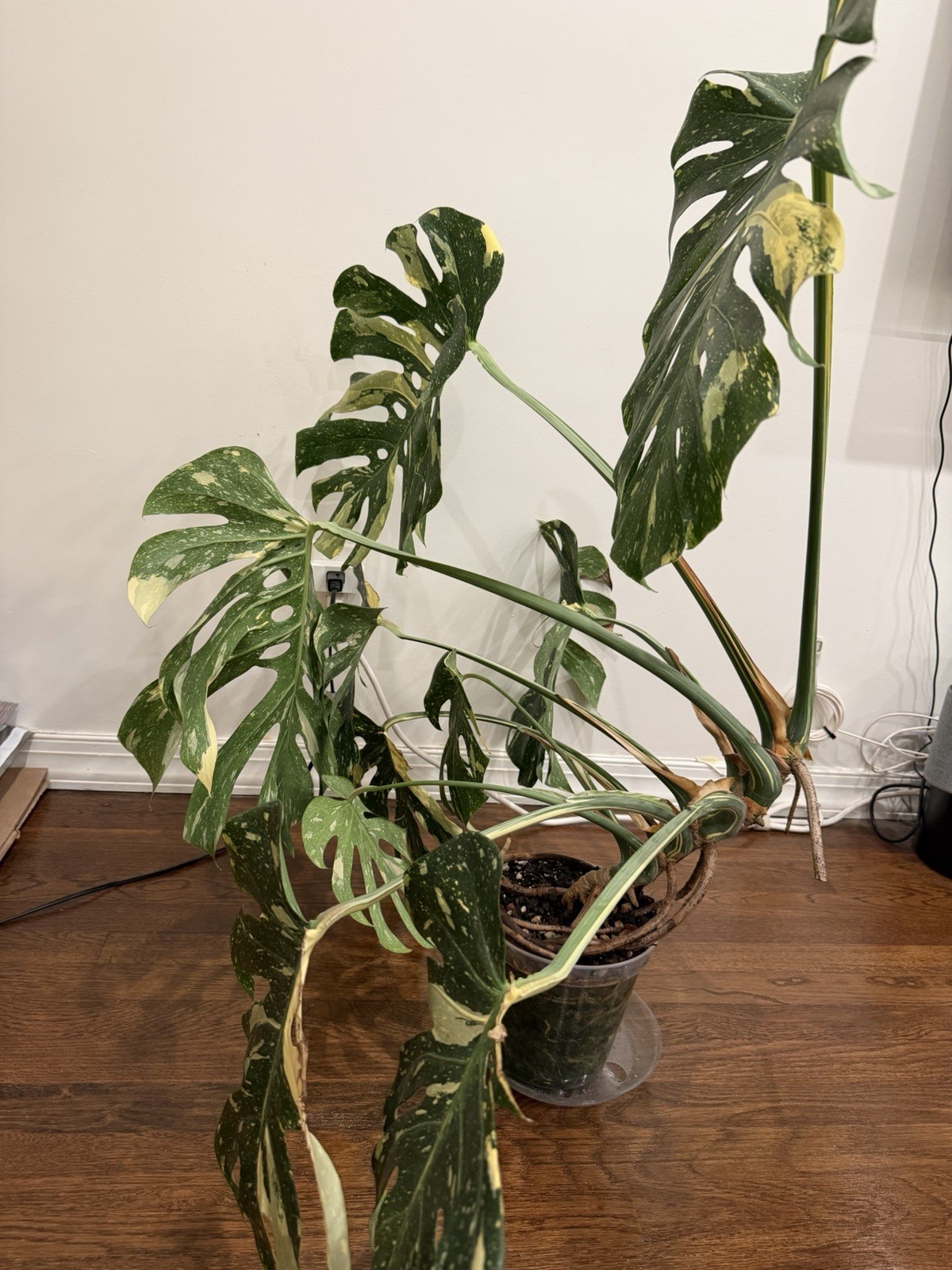 Large Monstera Thai Constellation 46”+ Plant NYC local pickup EXACT PLANT