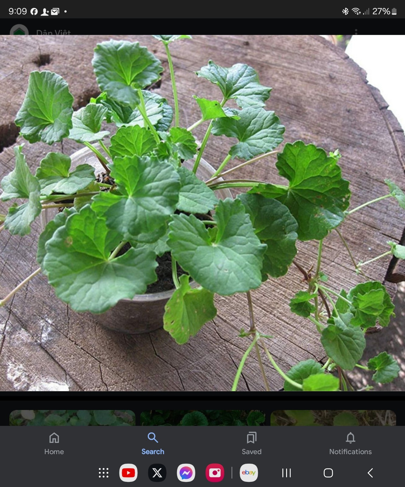 25 Plants GOTU KOLA, CENTELLA ASIATICA SEEDS, Rau Má