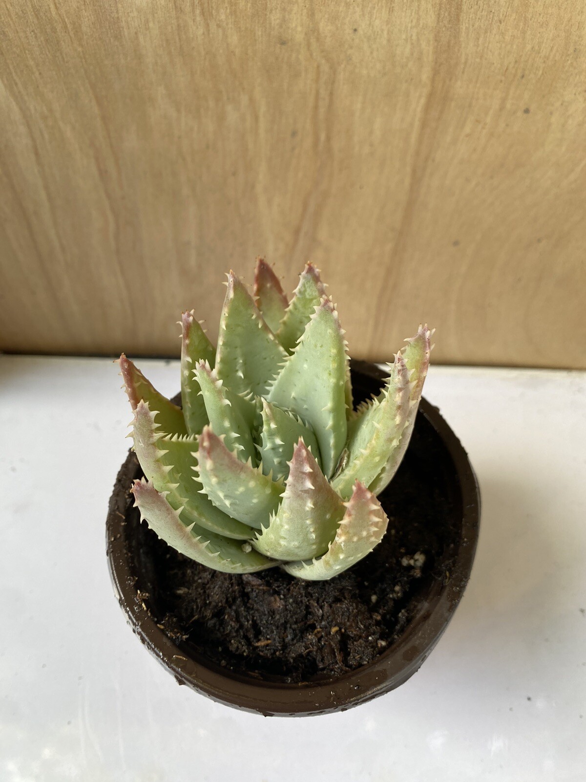 Aloe Brevifolia  Short-Leaved “Crocodile Aloe” Free Shipping