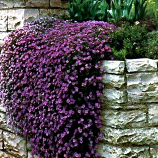 Rock Cress Seeds Cascading Purple, Heirloom Groundcover Seed Perennial 50ct Pack