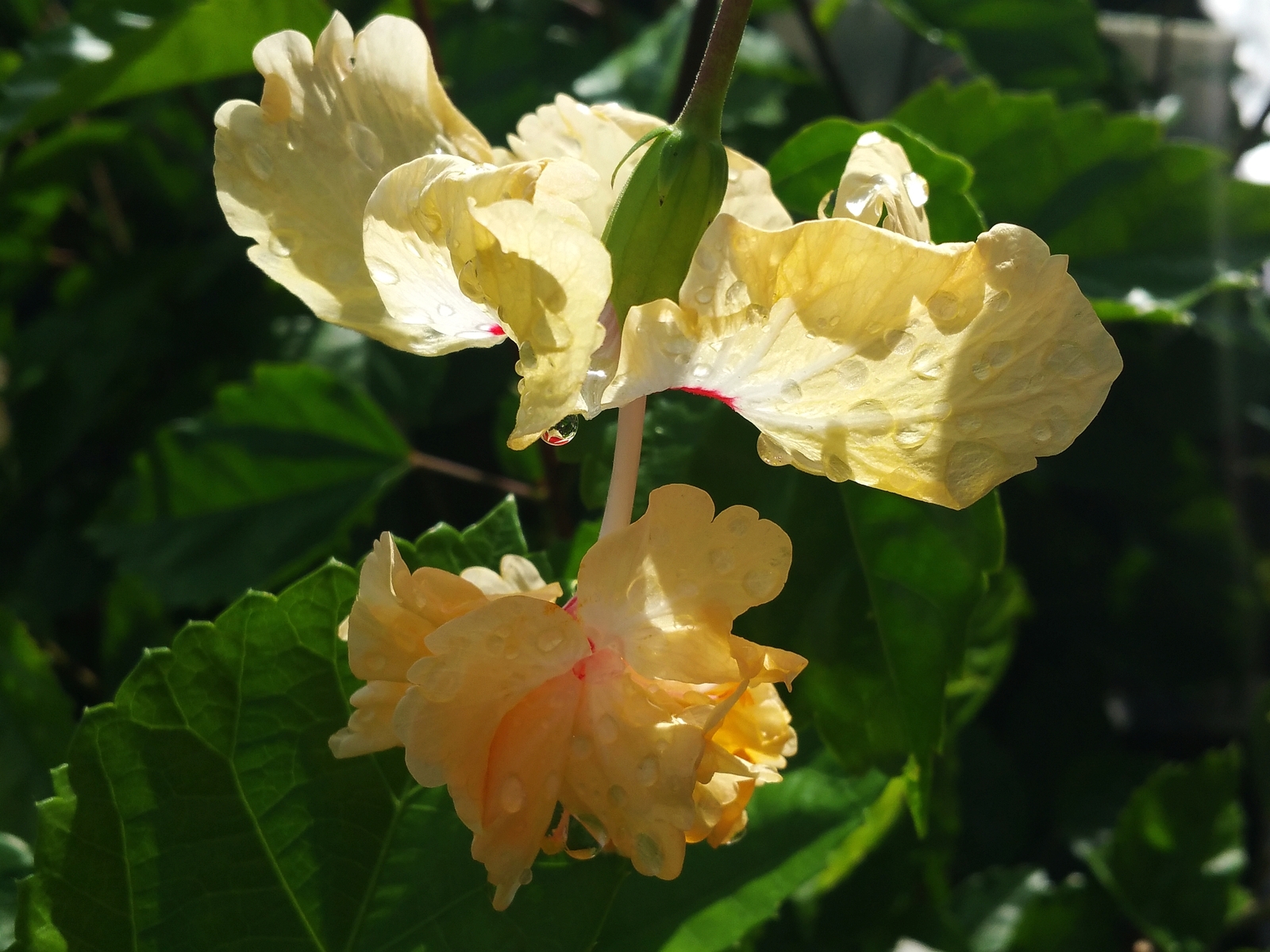 YELLOW Apricot Lion Tail Pom Pom Tropical Hibiscus Plant Rare Color Unique Bloom
