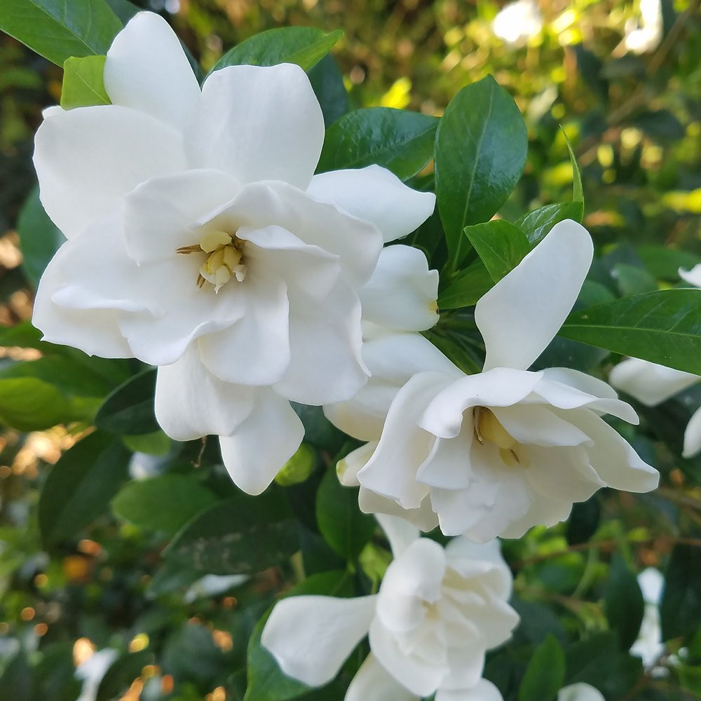 Flowering Evergreen Shrub with Fragrant White Blooms Full Sun to Part Shade Live