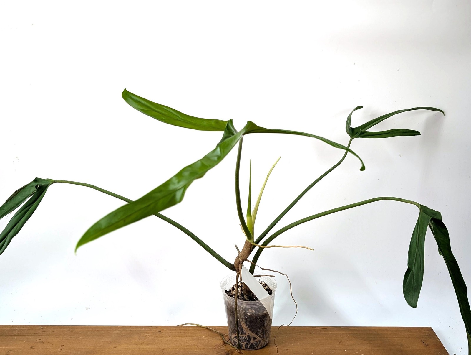 Philodendron Paloraense – Mature