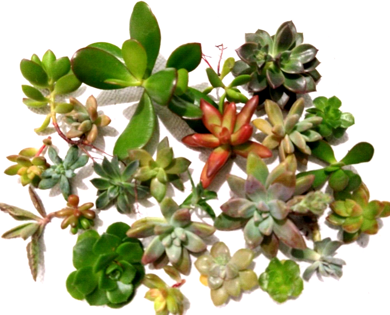 Lot= 15 assorted healthy succulent cuttings * from mature beautiful plants