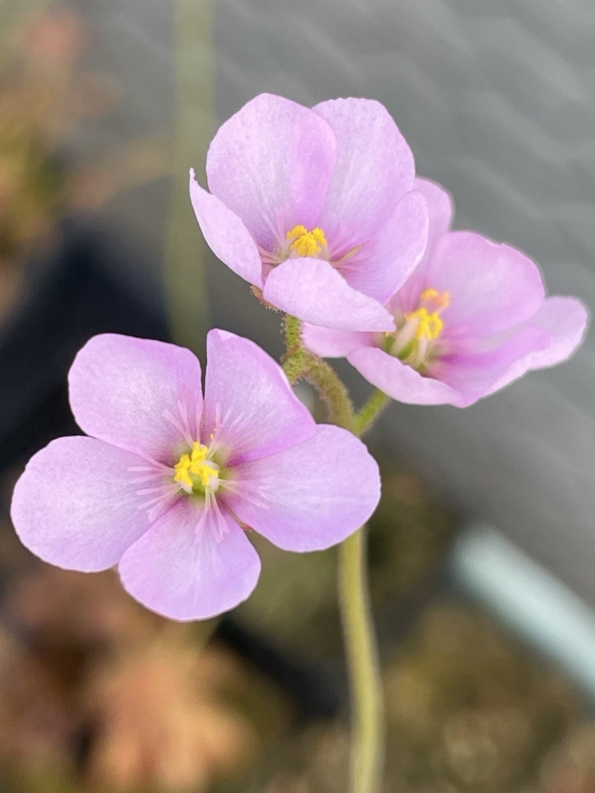 2026 Seeds- Drosera Venusta, Subtropical Sundew. Carnívoro Plant Seeds
