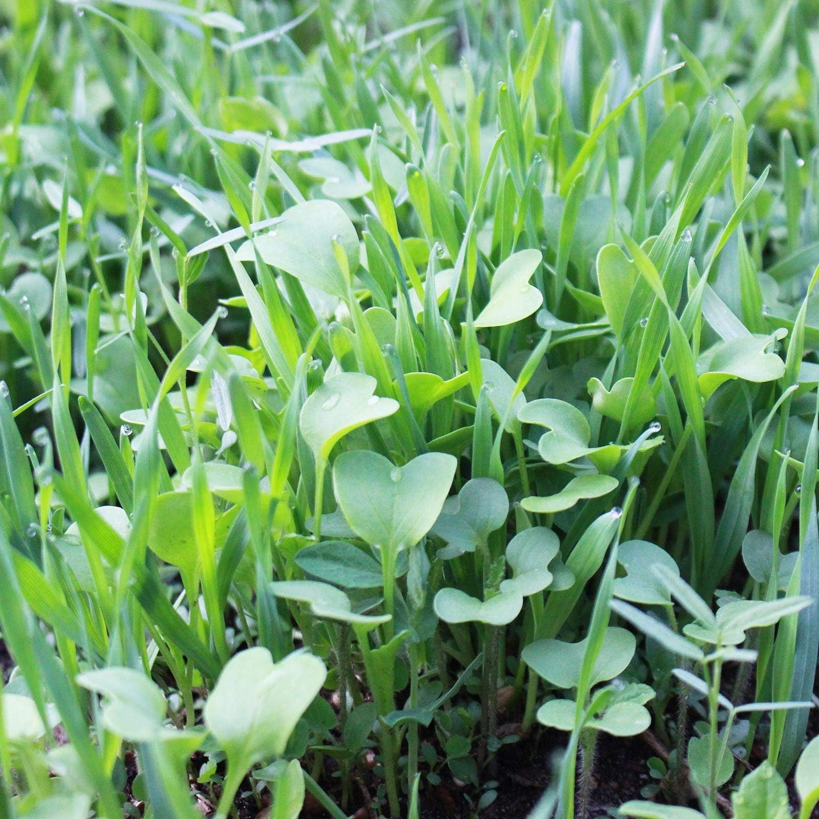 No-Till Garden Farm and Garden Cover Crop Mix Seeds – 5 Lbs – Blend of Garden…