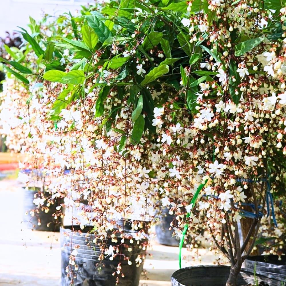 3 Mixed Bleeding Heart Clerodendrum Plants Live 5-10 Inch Tall