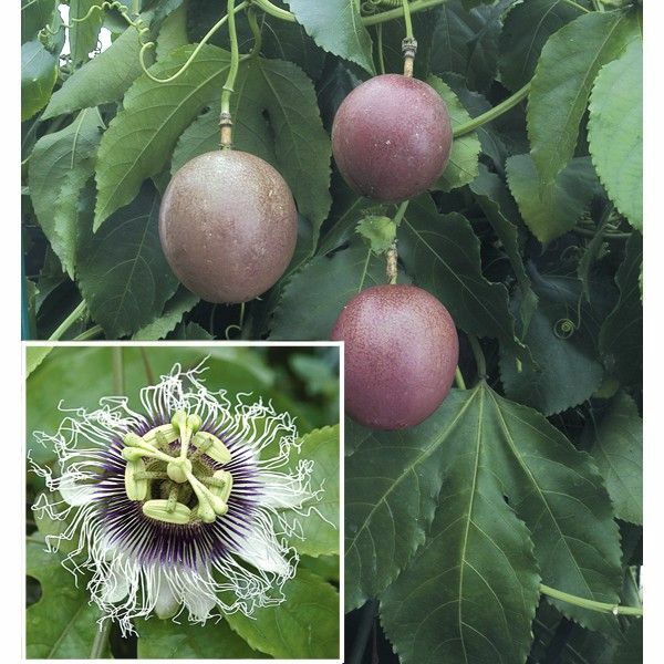 ~POSSUM PURPLE Passion Fruit~Live Starter Plant ~Passiflora edulis~ Self Fertile