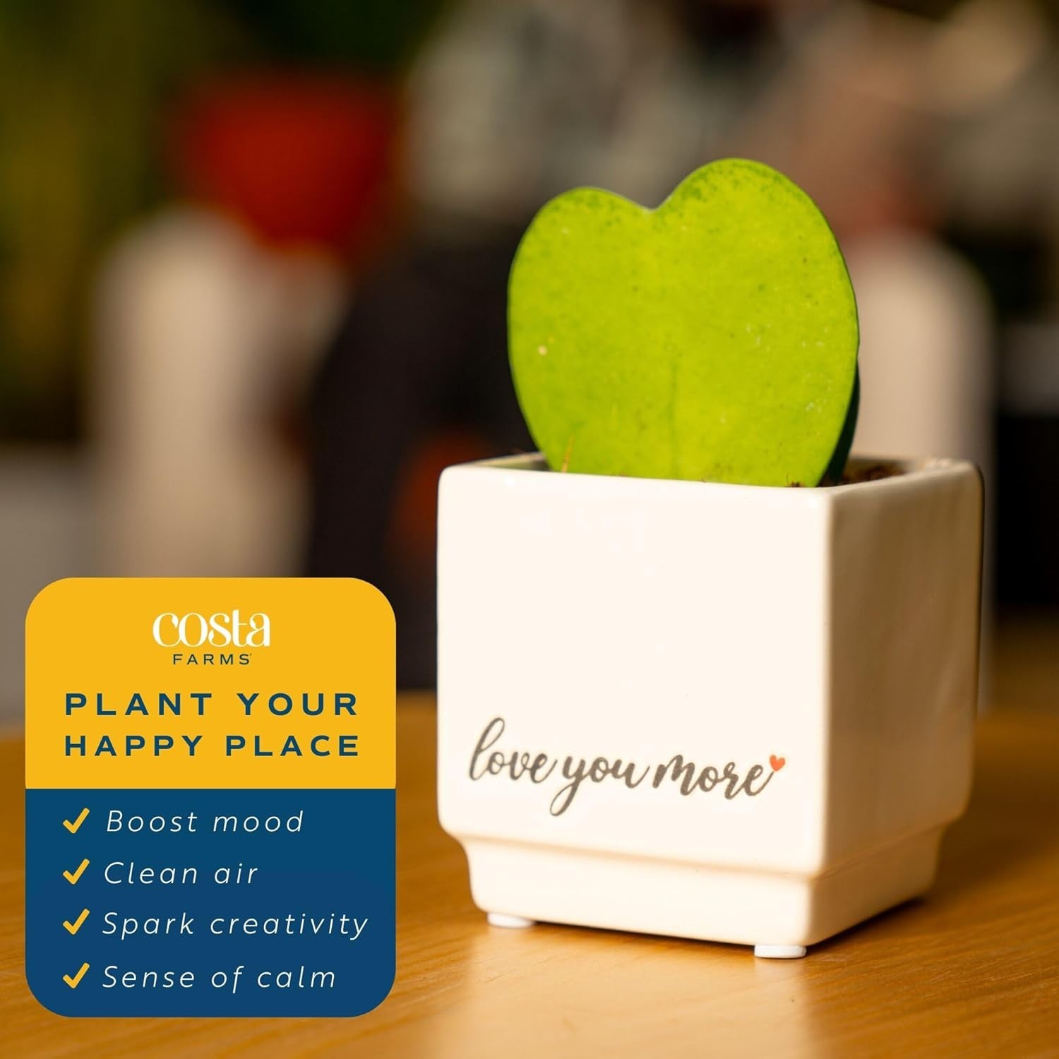 Indoor Hoya Heart Plant, Ideal Symbol of Love and Friendship*#-~