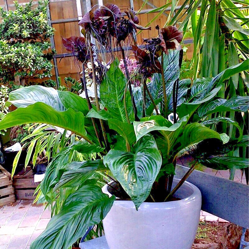 Black Bat Orchid Flower Seeds (Tacca chantrieri) RARE Tropical Garden Houseplant