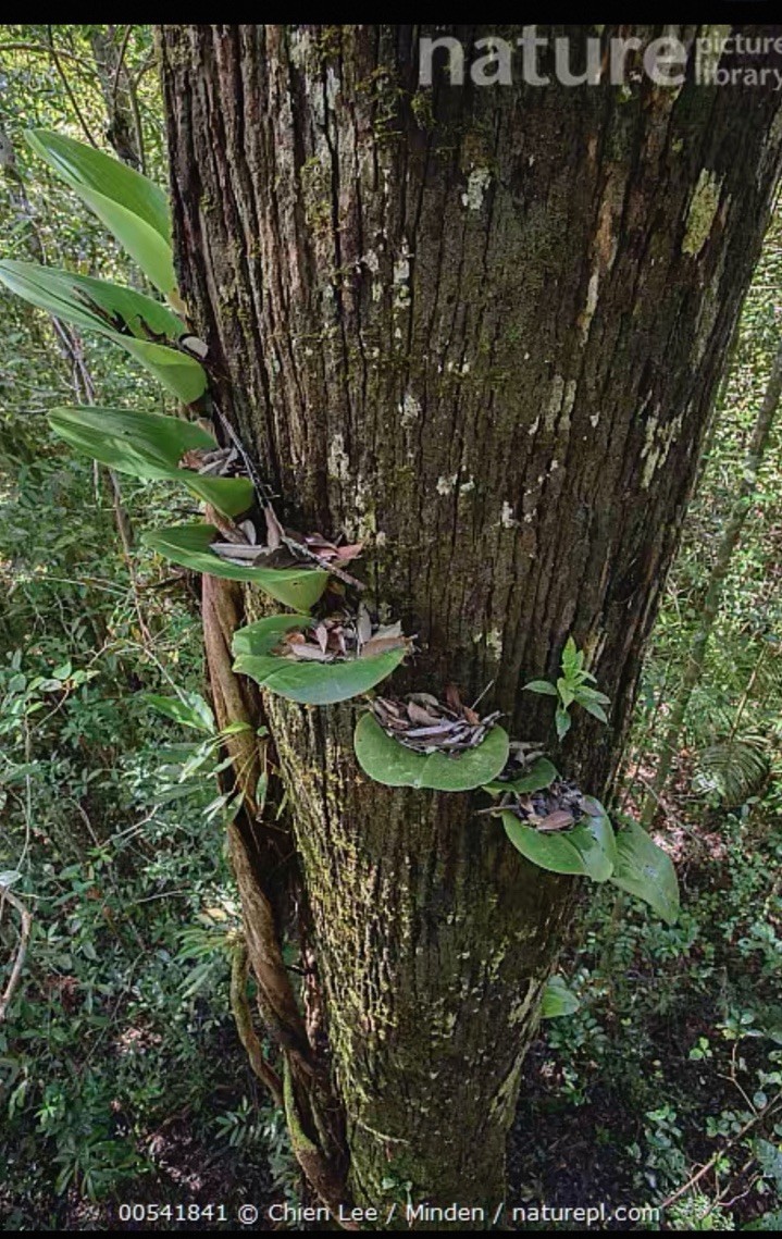 Rare Bulbophyllum beccarii One of the Largest Bulbophyllum Species Orchid