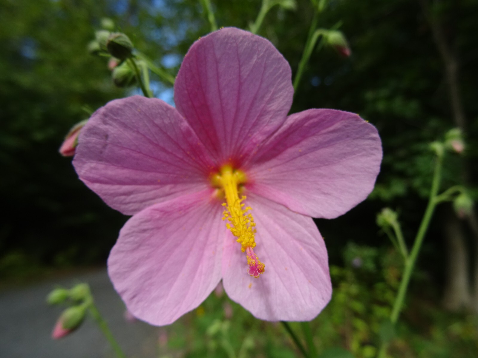 Pink Mallow Kosteletzkya virginica Native Perennial Wildflower 25 seeds from2023