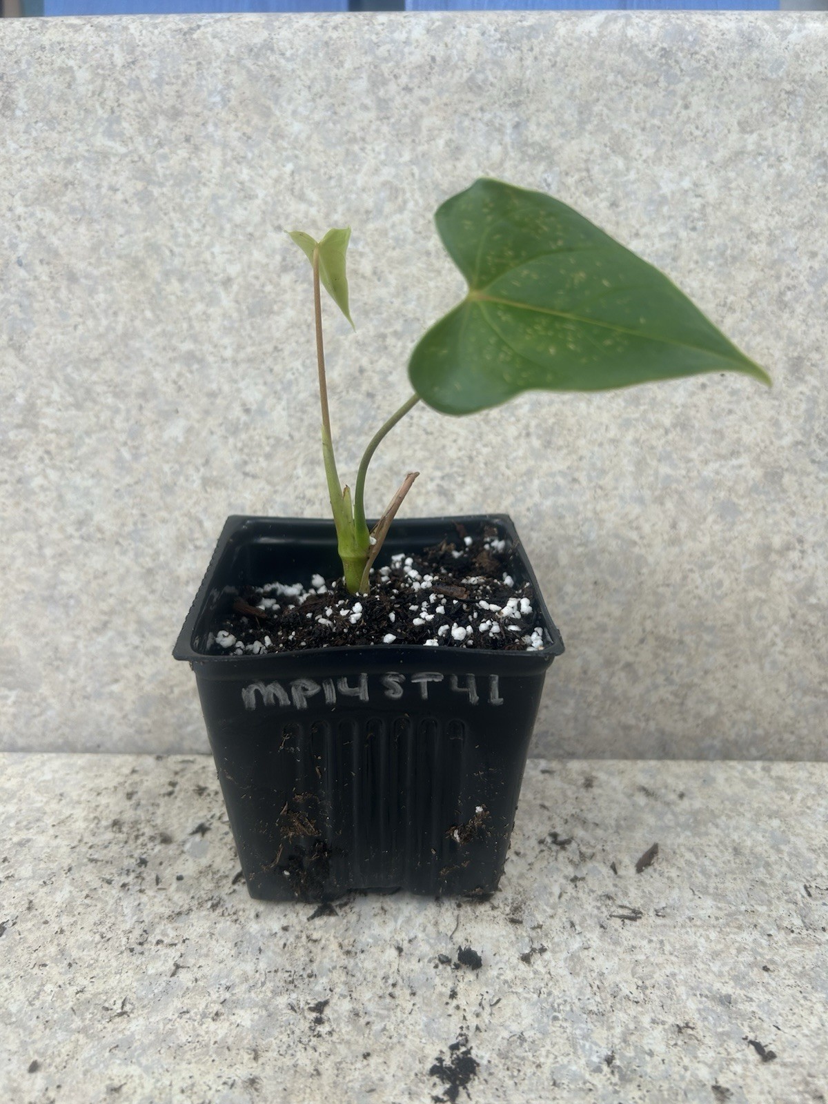 Anthurium Tropical Potted Seedling Green Broadleaf Indoor Medium Sun Houseplant
