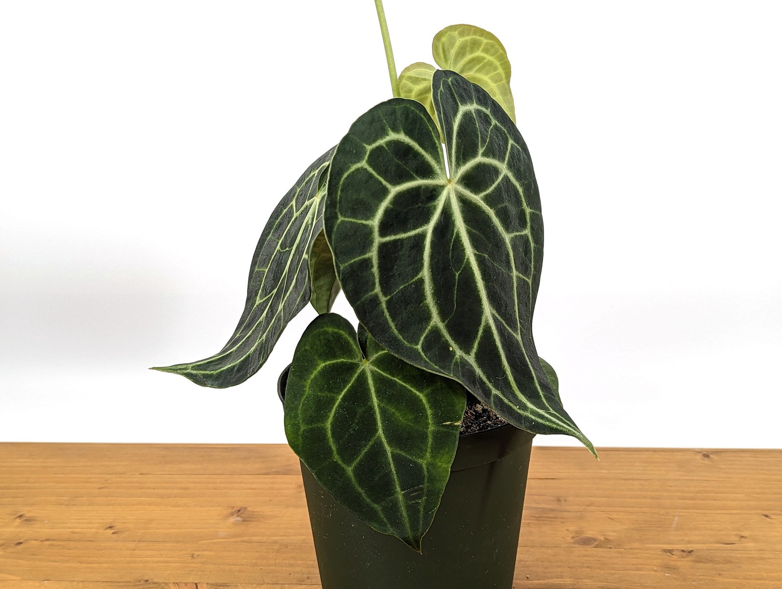 XL Anthurium Clarinervium 8-12″ tall in 6 Inch Nursery Pot