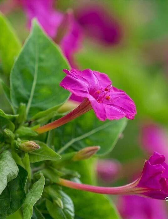 Four O Clock Seeds – Marvel of Peru – 500.mg