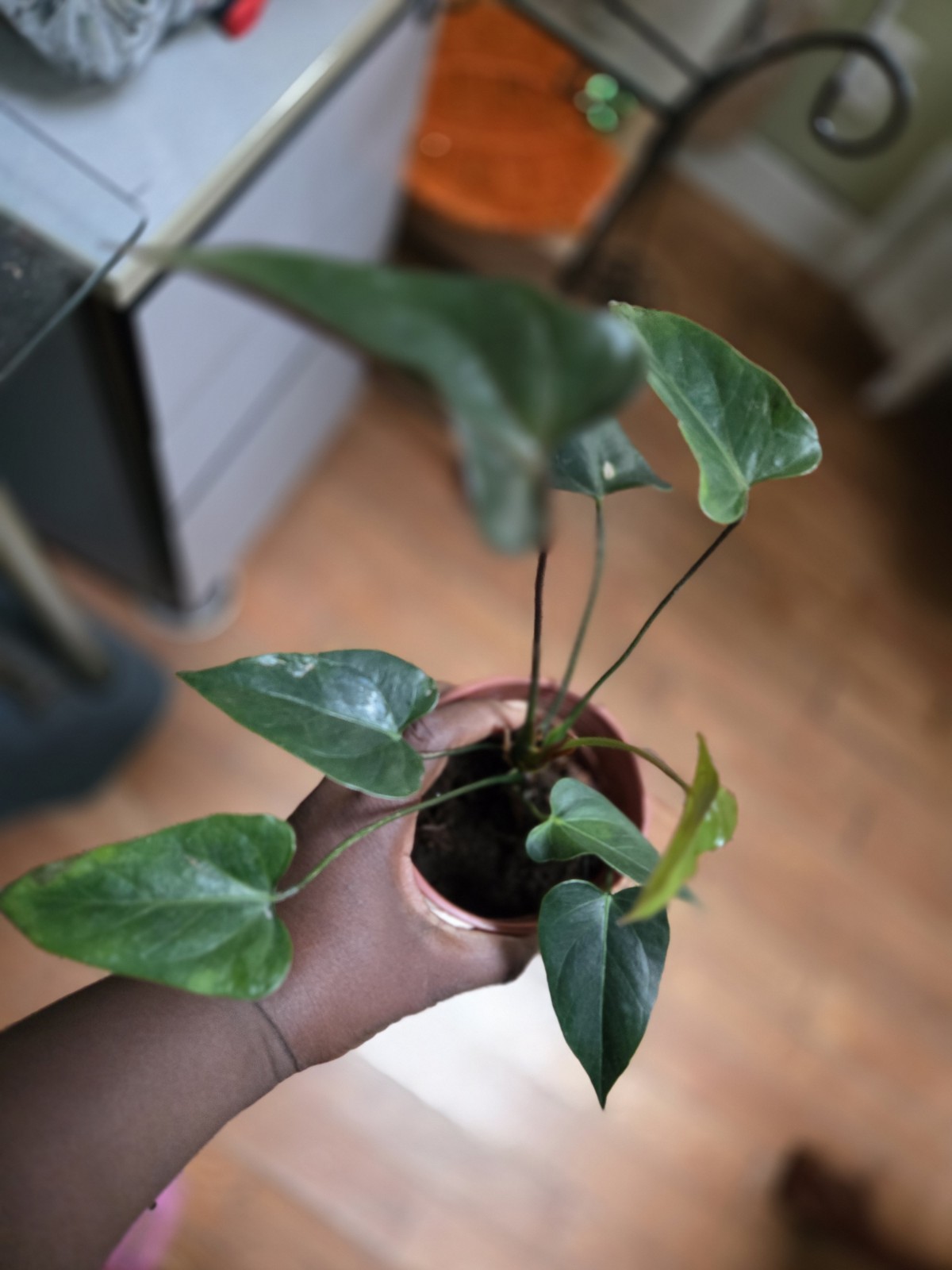 Anthurium Ace Of Hearts Rare Plant