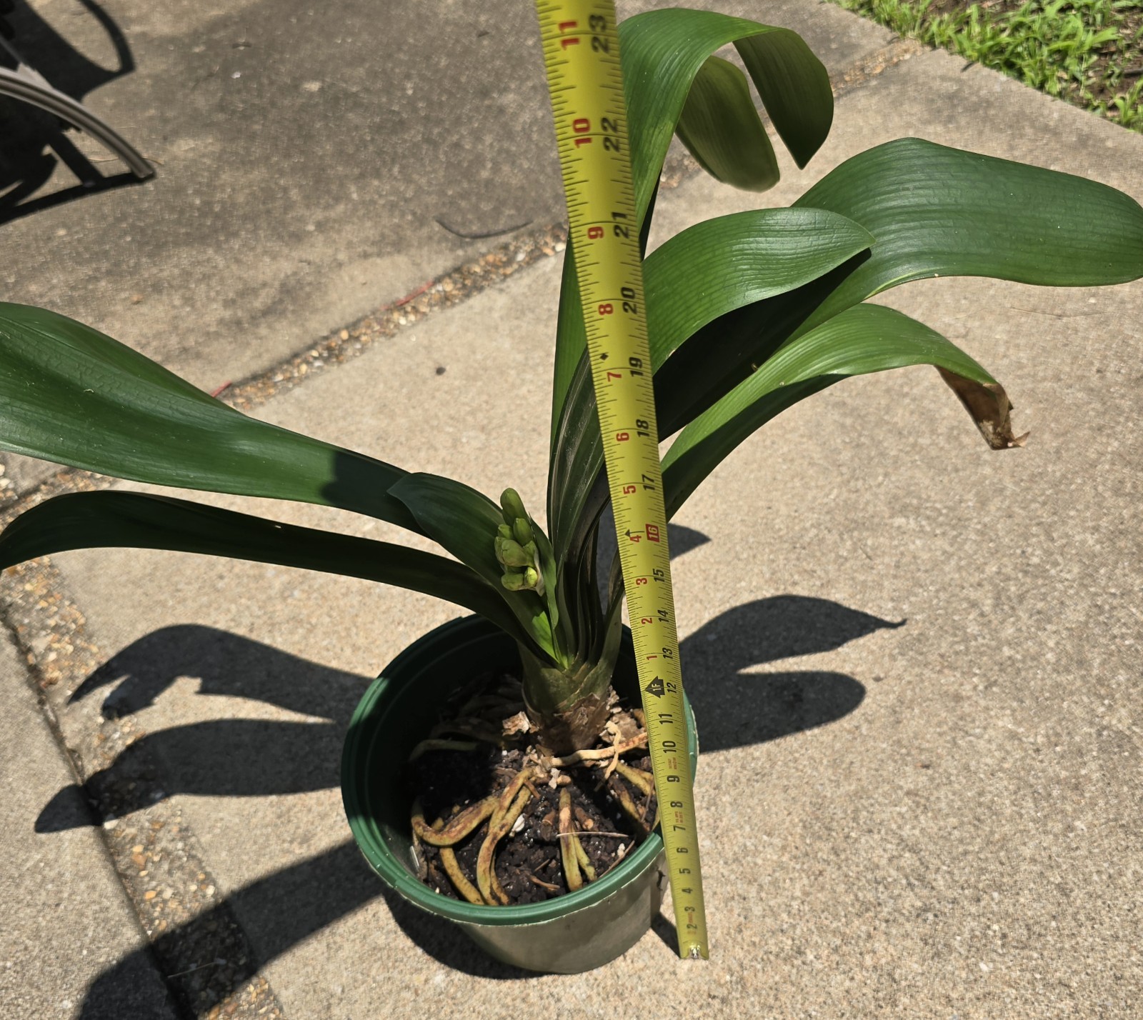CLIVIA Miniata Orange Ready To Bloom NOW Mature Live Plant Shipped Bare Root