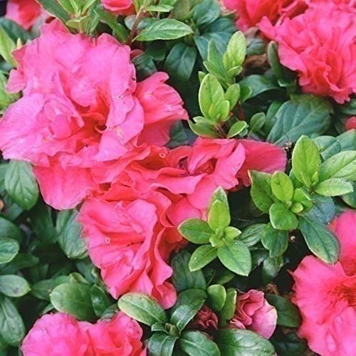 Azalea Prize | 2 Inch | Rhododendron | Spring Blooms | Evergreen Shrub Flowering
