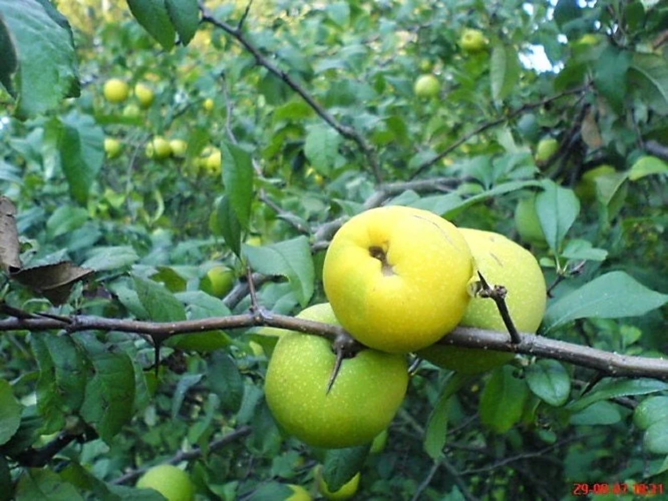 20 Red Flowering DWARF QUINCE Shrub Fruit Chaenomeles Japonica Scarlet Seeds