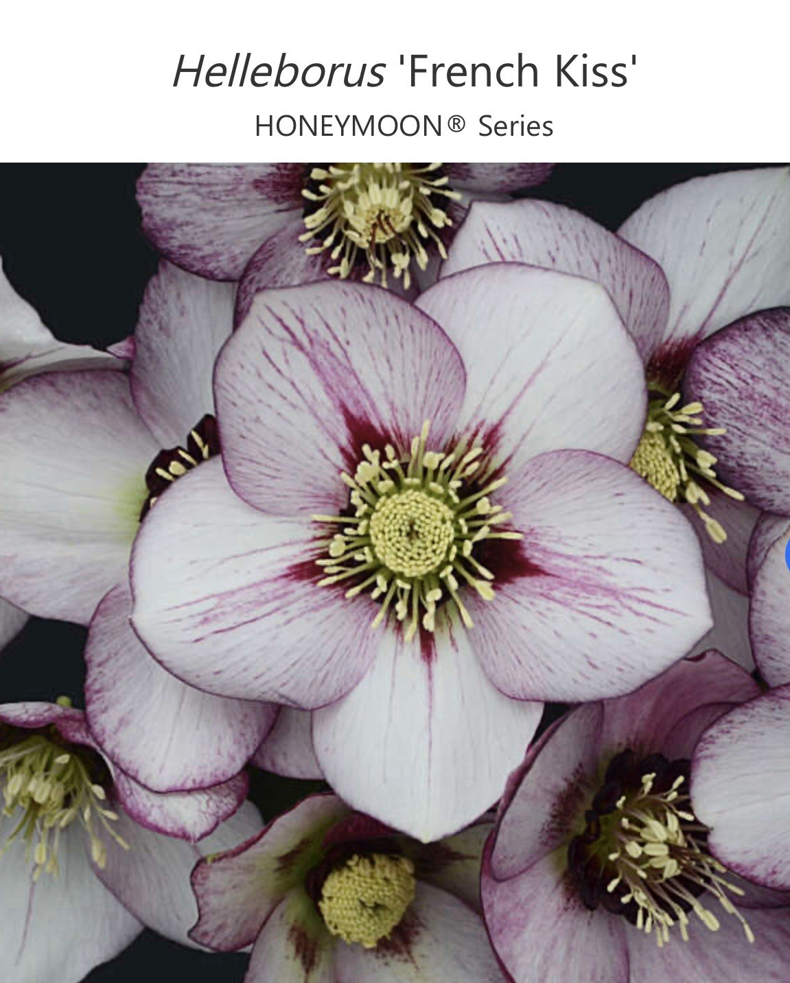 (4) Hellebores Collection. Live Plants. Package Deal!