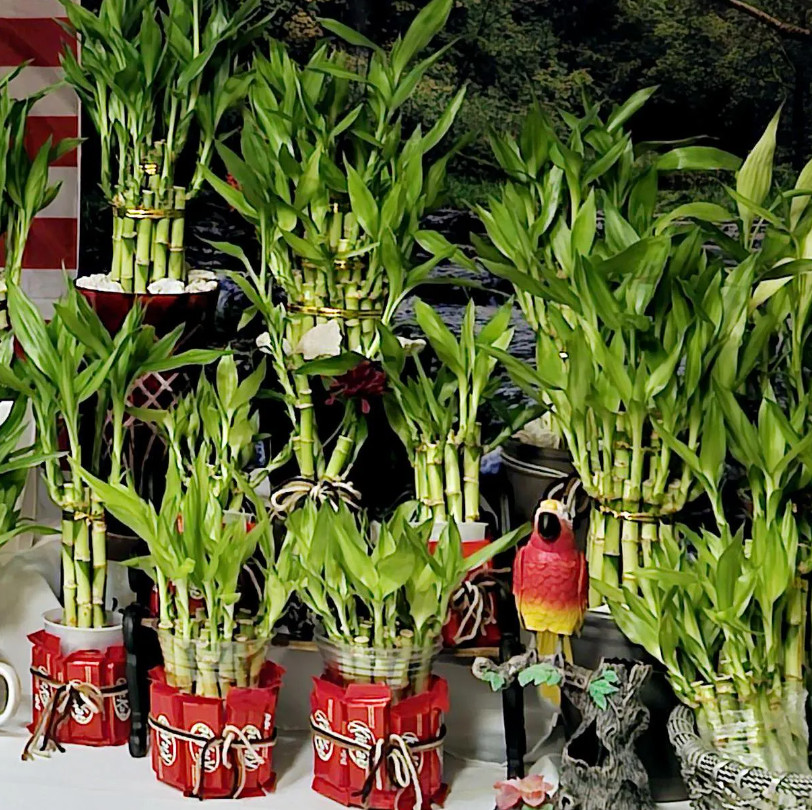 Bring Positive Energy! 7 Lucky Bamboo – 5×4″ and 2×6″, Holiday Gift, Indoor