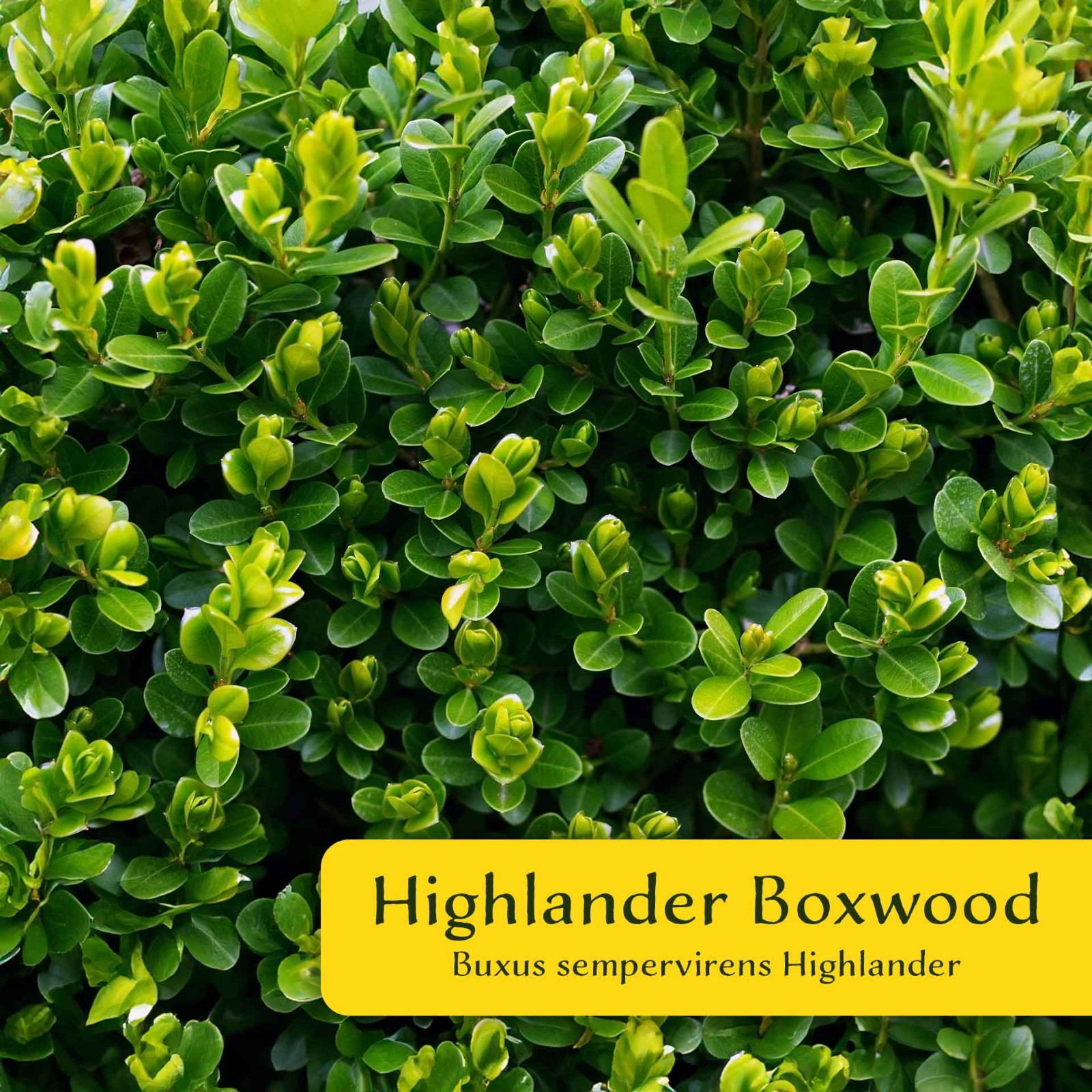 2 Highlander Boxwood Plants in 3.5″ Cube | Dense Evergreen Privacy Shrub (Buxus)