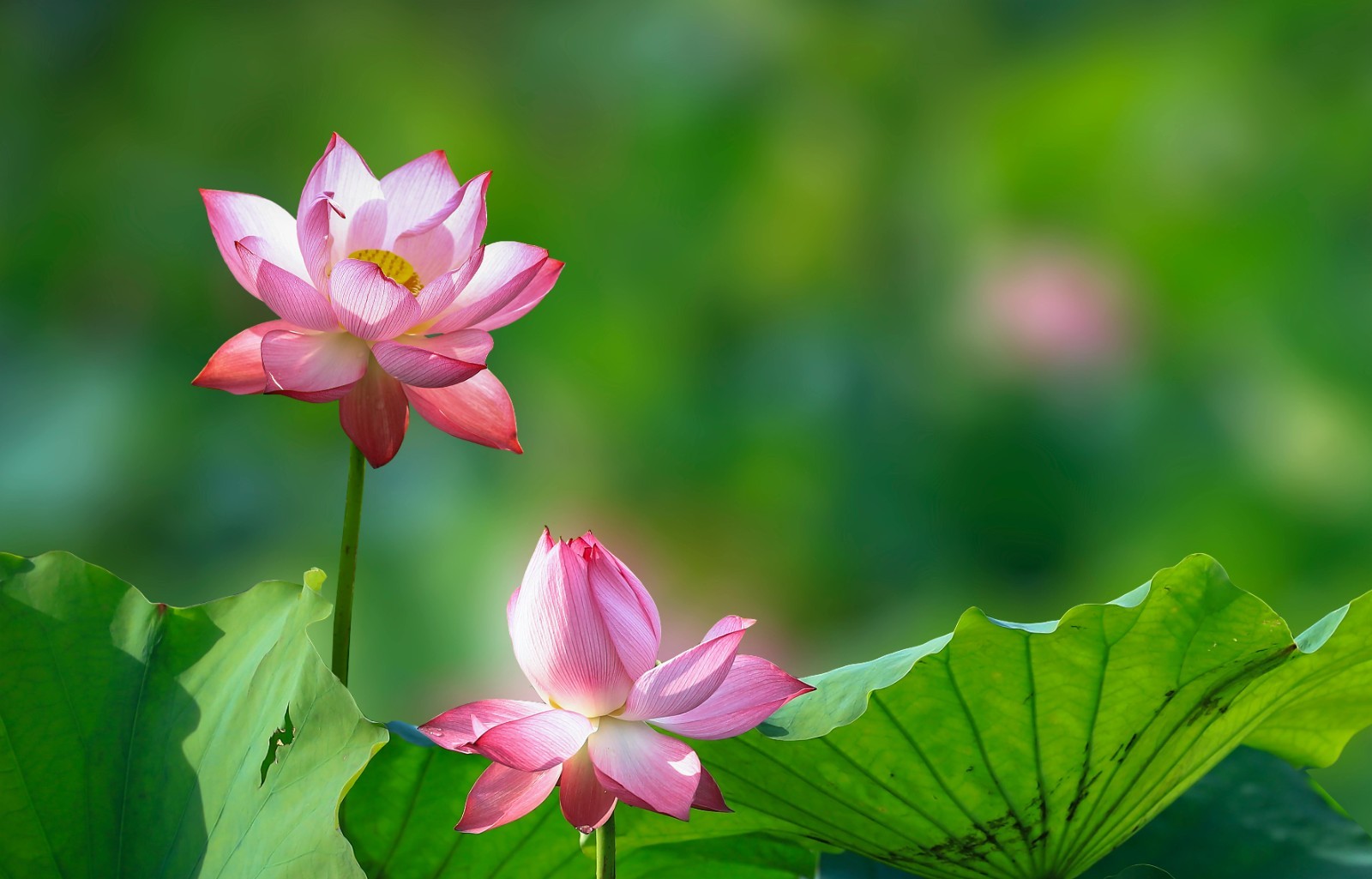 60 Pcs Mix Bonsai Bowl Lotus Seeds Water Lilys Flower Plant Lotus Seeds