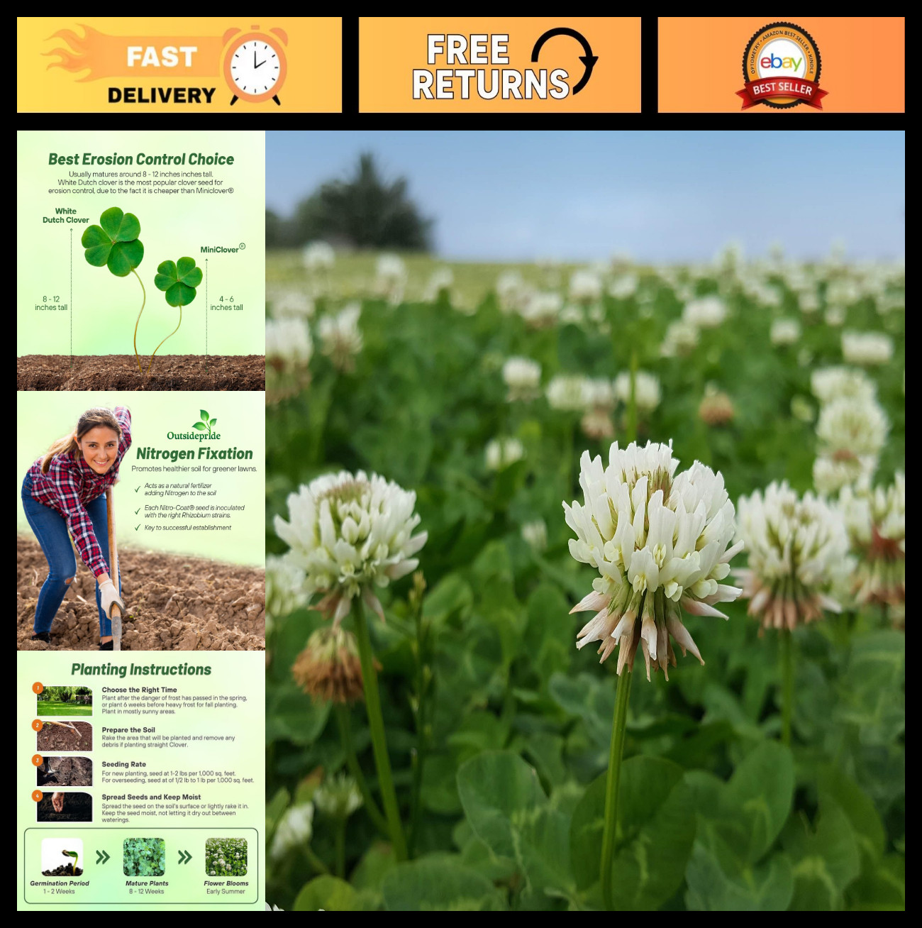 5 lbs Perennial White Dutch Clover Seed – Nitrocoated, Inoculated for Lawn, Eros