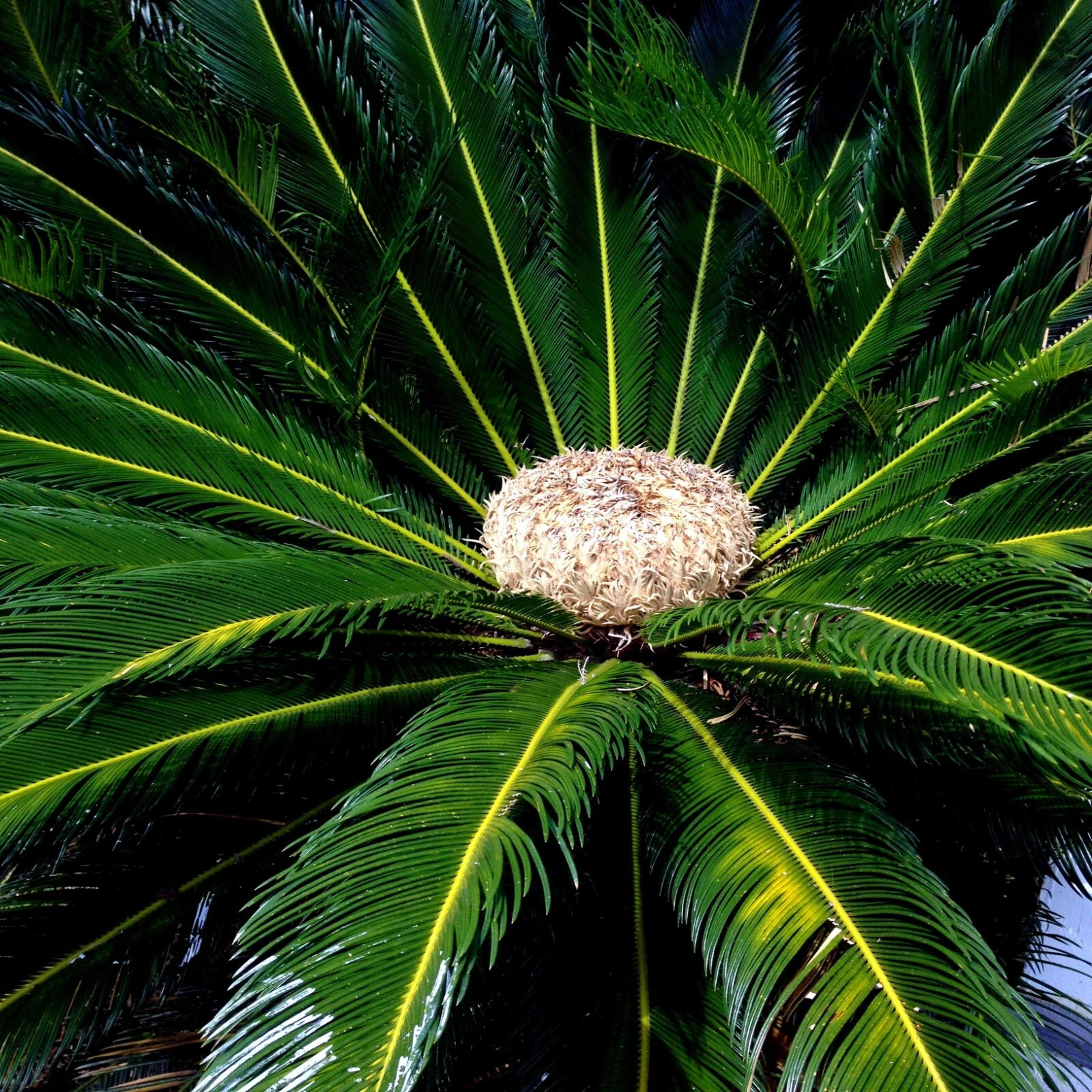 King Sago Palm Seeds (Cycas Revoluta) Rare Tropical Prehistoric Cycad Hardy-8