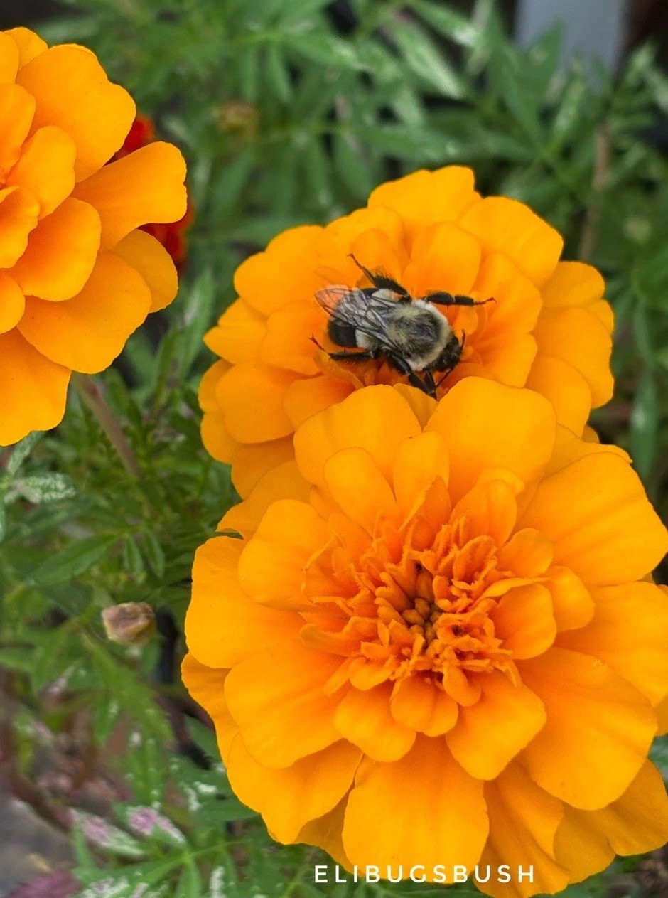 200+ Petite French Marigold Seeds for Planting FREE SHIPPING Tagetes Patula